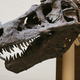 Illustration for article titled Less time separates us from T-Rex than T-Rex from Stegosaurus